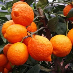 Zitronenbaum 'Rosso', Mini-Stamm, Topf-Ø 15 Cm, Höhe Ca. 40 Cm -Stilvoller Gartenbedarfsladen 0630100729 KB Citrus limon Stamm T15 Rosso H40 WS 1 98110