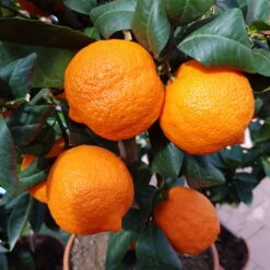 Zitronenbaum 'Rosso', Mini-Stamm, Topf-Ø 15 Cm, Höhe Ca. 40 Cm -Stilvoller Gartenbedarfsladen 0630100729 KB Citrus limon Stamm T15 Rosso H40 WS 2 98109