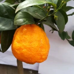 Zitronenbaum 'Rosso', Mini-Stamm, Topf-Ø 15 Cm, Höhe Ca. 40 Cm -Stilvoller Gartenbedarfsladen 0630200006 Citrus limon Stamm T20 H60 80 Rosso 6 78897