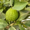Römische Limette, Stamm, Topf-Ø 20 Cm, Höhe Ca. 70 Cm -Stilvoller Gartenbedarfsladen 0630300037 Citrus limetta Stamm Pursha 6 104815