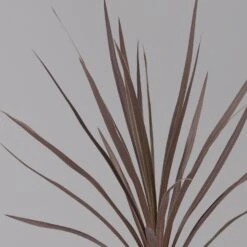 Keulenlilie 'Red Star' Rotlaubig, Topf-Ø 13 Cm, 3er-Set 11 Keulenlilie 'Red Star' Rotlaubig, Topf-Ø 13 Cm, 3er-Set -Stilvoller Gartenbedarfsladen 0680400124 cordyline red star 3 124117