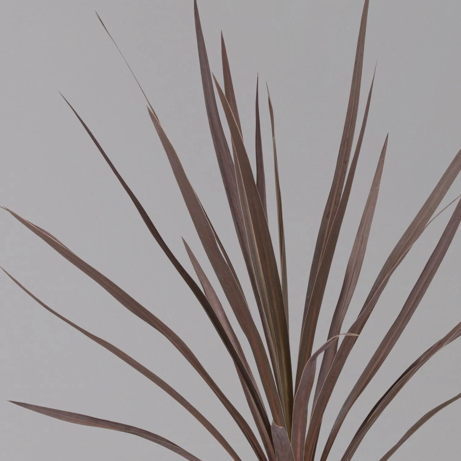 Keulenlilie 'Red Star' Rotlaubig, Topf-Ø 13 Cm, 3er-Set 6 Keulenlilie 'Red Star' Rotlaubig, Topf-Ø 13 Cm, 3er-Set – Bild 4