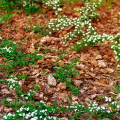 Stauden- & Rosenmulch, 2880l, 48 Sack à 60l 8 Stauden- & Rosenmulch, 2880l, 48 Sack à 60l -Stilvoller Gartenbedarfsladen 0960 rindenmulch 1 125175