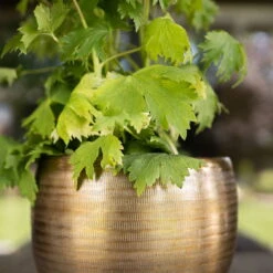 Pflanzgefäß 'Rowen', Gold, Ø 31 X H 28 Cm 7 Pflanzgefäß 'Rowen', Gold, Ø 31 X H 28 Cm -Stilvoller Gartenbedarfsladen 3210801620 Pflanzgefaess Rowen gold D 31 x H 28 cm 1 114980