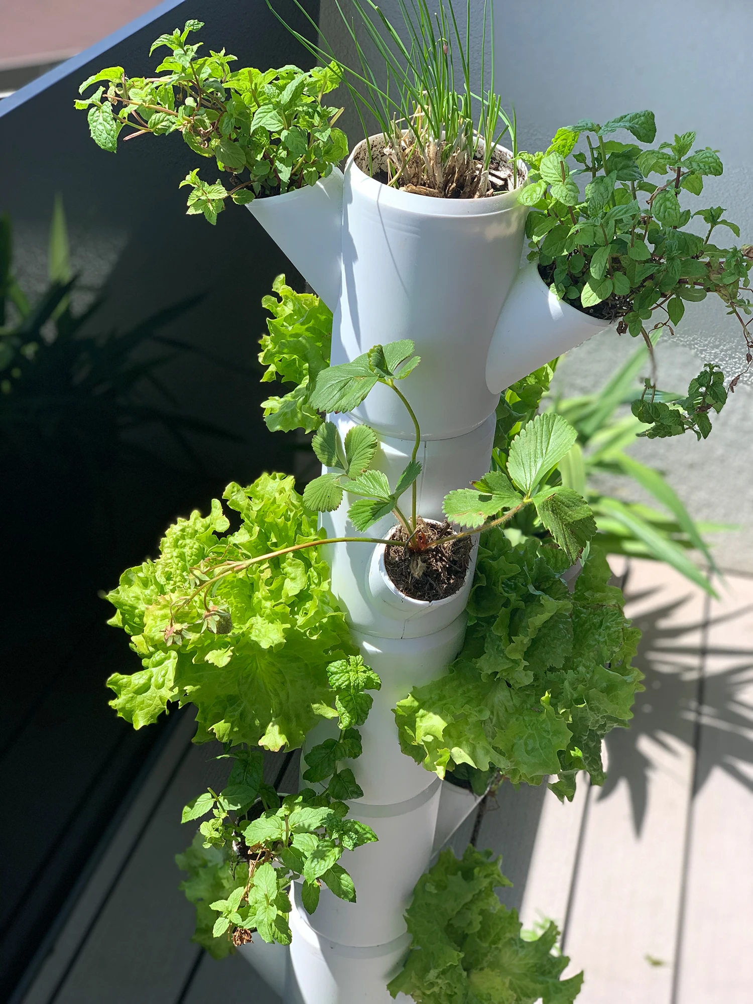 Sissi Strawberry Erdbeerturm Classic Anthrazit (6 Etagen) | Erdbeertürme Von Gusta Garden 3 Sissi Strawberry Erdbeerturm Classic Anthrazit (6 Etagen) | Erdbeertürme Von Gusta Garden