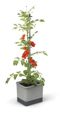 Tom Tomato Tomatentopf Hellgrau | Tomatentöpfe Von Gusta Garden -Stilvoller Gartenbedarfsladen 547957 Tom Tomato Hellgrau