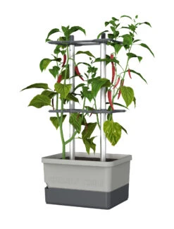 Stilvoller Gartenbedarfsladen -Stilvoller Gartenbedarfsladen 548628 Charly Chili Chilitopf hellgrau 100710 gg 0