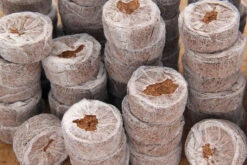 Kokos Quelltöpfe (1155 Stück) | BIO Kokos Quelltöpfe Von Jiffy -Stilvoller Gartenbedarfsladen 551968 BIO Kokos Quelltoepfe 1155 Stueck 63170030 jf 6